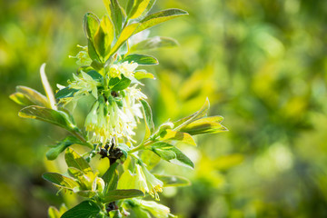 Fototapeta premium Blooming honeysuckle branch with new green leaves. Selective focus. Shallow depth of field.