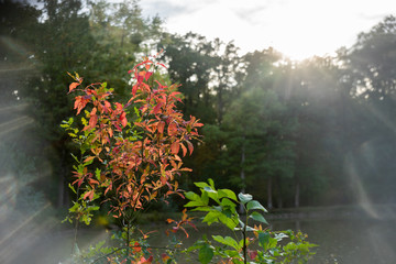 Erste herbstliche Verfärbung