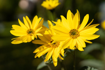 Topinamburbl&uuml;te