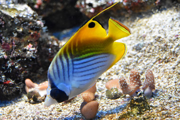 Fototapeta na wymiar Auriga Butterfly-fish at a depth near the seabed