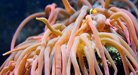 thickets of sea anemones, percula clown fish - obrazy, fototapety, plakaty