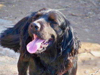 dog on beach