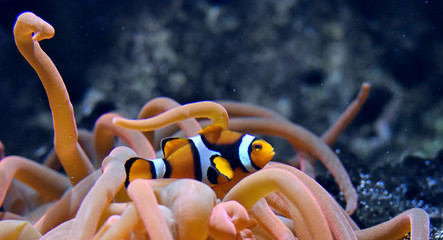 percula clown fish floating among the  Sea anemones - obrazy, fototapety, plakaty