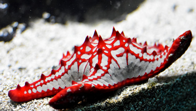 red-knobbed starfish spotted on a sandy bottom