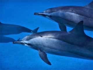 morze Czerwone delfin ssaki wodne