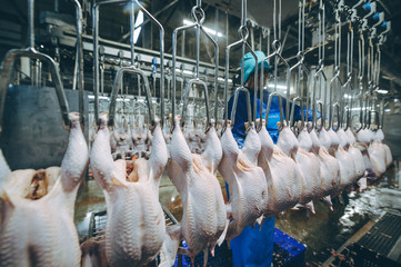 bird chicken factory line hang poultry industry