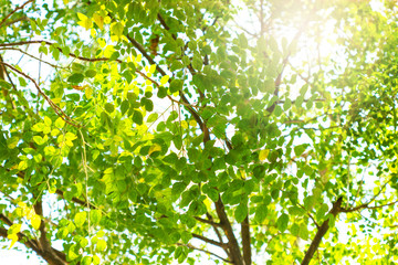 leaf of Tree nature with light through the trees