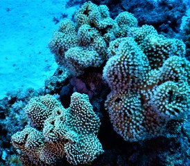 Naklejka na ściany i meble Morze Czerwone koral nurkowanie podwodne