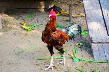 standing thin red rooster 