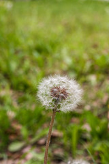 Common Dandelion, isolated on green blurred green background. Scientific name : Taraxacum officinale.