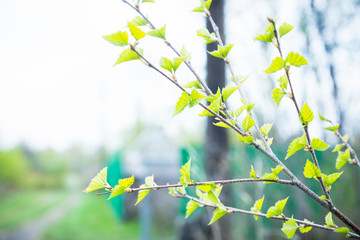 Birch branches with new leaves in the garden. Selective focus.