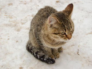 A gray tabby cat sits on the snow with its tail wrapped around it and looks into the distance