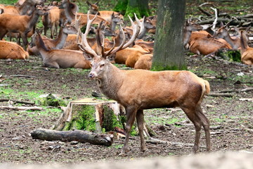 Hirsch mit Rudel
