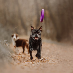 old staffordshire bull terrier dog running outdoors