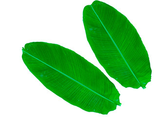 Obraz premium green banana leaf isolated on white background