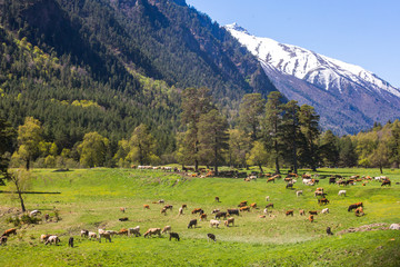 Cows herd in caucasus Mountains landscape. Karachay-Cherkessia, Russia