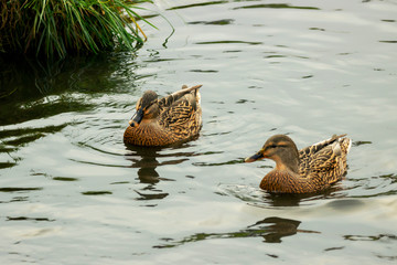 A pair of ducks by the river.