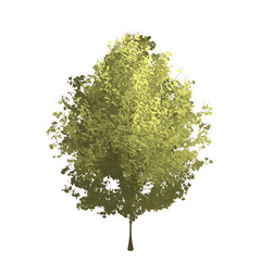 Fototapeta premium Short ginko tree graphic picture. Three-dimensional light and shadow design. For decorating the garden and forest.