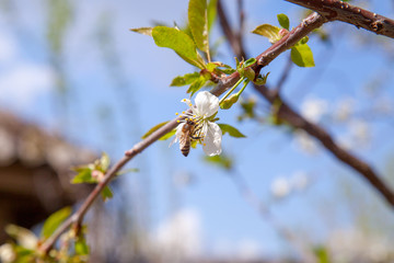 Honeybee on white flower of cherry tree collecting pollen and nectar to make sweet honey with medicinal benefits..