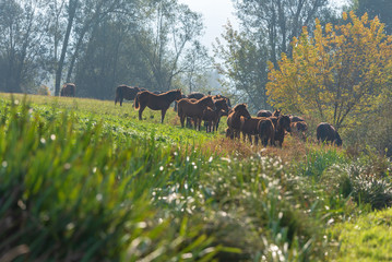 Brown wild horses graze in the meadow