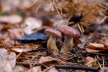 Double mushroom imleria badia  commonly known as the bay bolete or boletus badius growing in pine...