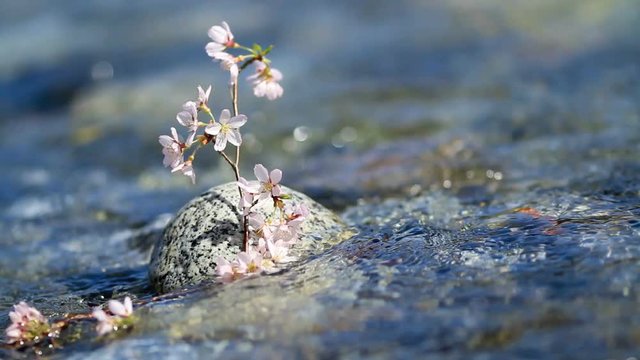 Cherry twig in rapid stream of a mountain river. 