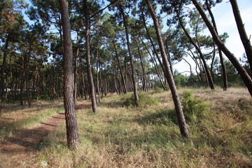 Fototapeta na wymiar Forêt de pins