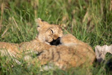 Cute lion cub