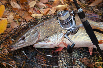 Freshwater pike fish. Two Freshwater pikes fish lies on landing net with fishery catch in it and...