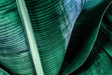 tropical banana leaf texture, large palm foliage nature dark green background