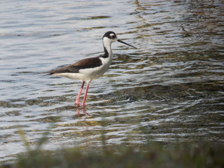 Pesca animal