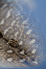 Quail feather on a blue background