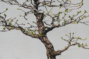 Japanese Bonsai in Washington