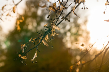 linden tree