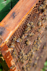 Working bees in a hive on honeycomb. Close up view of the working bees on honeycomb. .