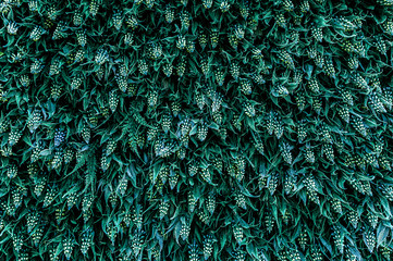 Green leaves wall texture of the tropical forest plant on black background