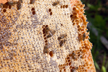 Working bee on the honeycomb with sweet honey..