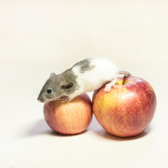 cute Dumbo rat sits on a red Apple on a white isolated background. Decorative rat or mouse Chinese symbol of new year 2020 and Christmas. The concept of holiday, fun. Charming pet.