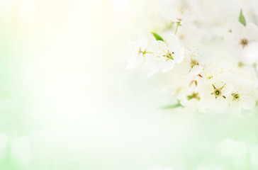 Background with flowering apricot branch.