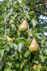 Shiny delicious pears hanging from a tree branch in the orchard..