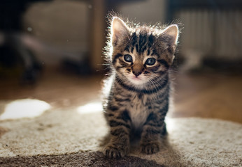 Tabby kitten in the room