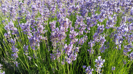 Beautiful blooming lavender in summer