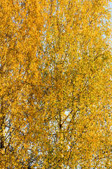 abstract background of birch foliage