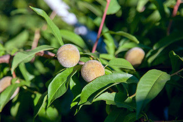 Small peaches on a tree branch on sunny summer day.