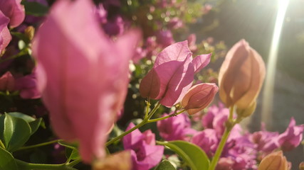 Bougainvillea, Pink Bougainvillea flowers in the morning light.