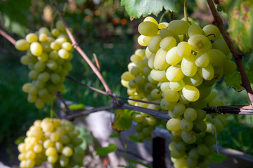 Bunch of green grapes in the garden.