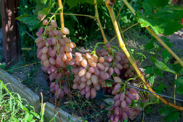 Bunch of pink grapes with big berries in the garden.
