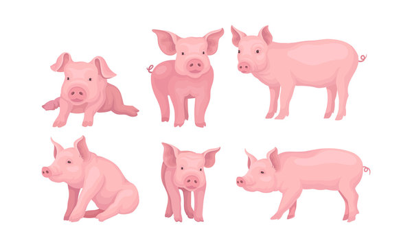 Farm Pig In Different Poses Vector Set