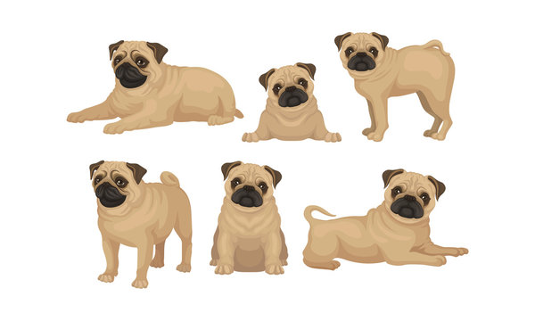 Pug-dog Puppy in Different Poses Vector Set
