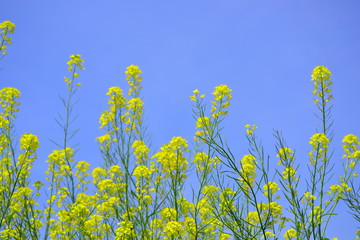 青空に咲く菜の花です